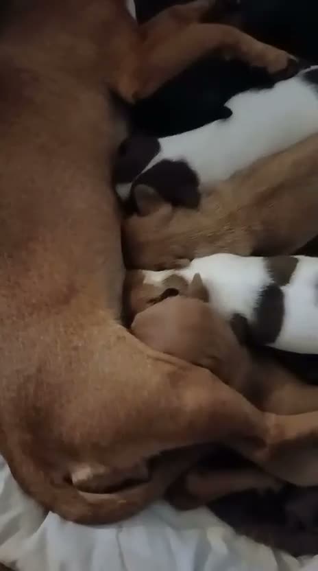 Jack Russell dogs for sale: JACK RUSSELL PUPPIES  in Newport - Video 1