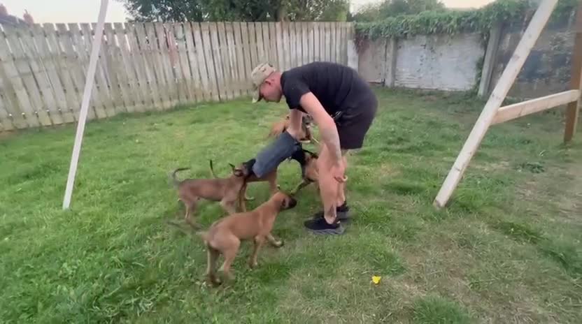 Belgian Shepherd Dog dogs for sale: Malinois puppies. Mother FCI/Father working dog - Video 3