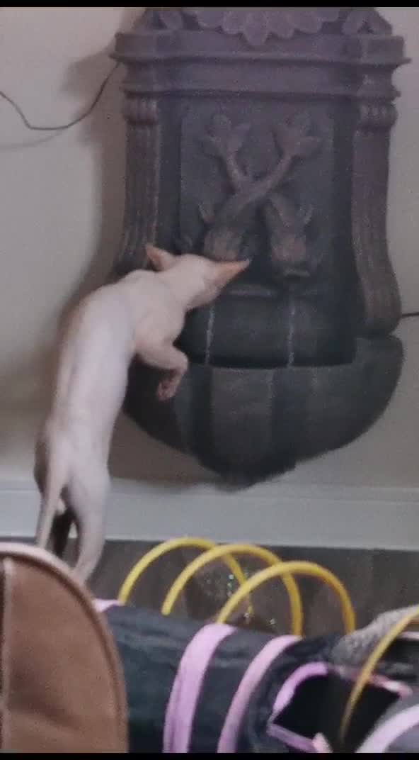 Sphynx cats for stud: Sphynx boy for stud  in Southampton - Video 2
