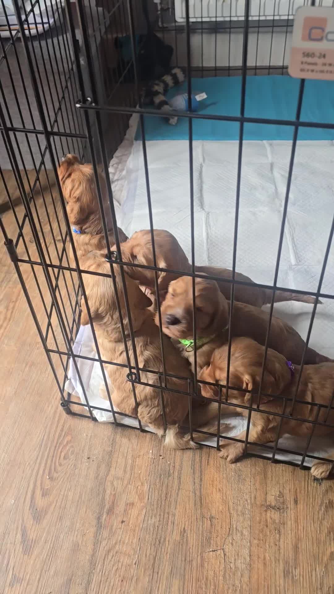 Cockapoo dogs for sale: F1B cockapoo puppies  - Video 1
