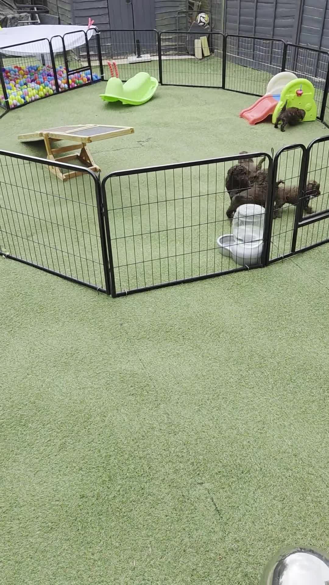 Cockapoo dogs for sale:  Absolutely stunning  F1b chocolate cockapoos  in Peterborough - Video 1