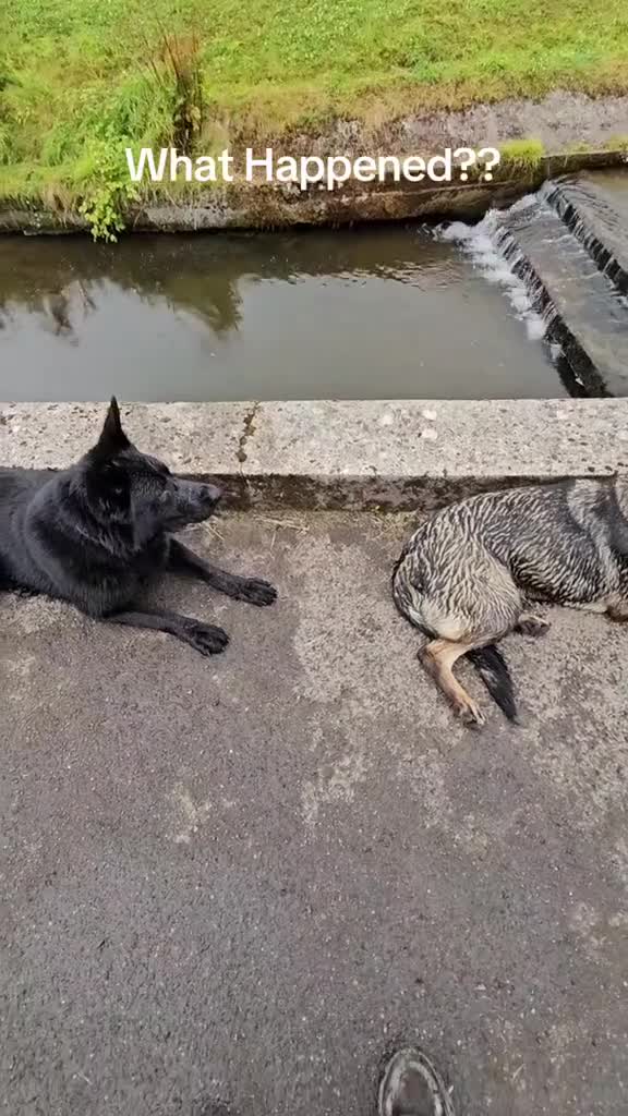 German Shepherd dogs for sale: Exceptional, Trained Working Line German Shepherd  - Video 3