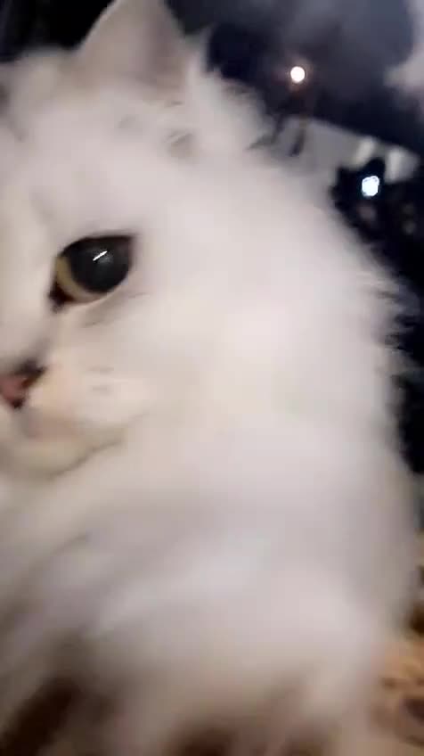 Mixed Breed cats for sale: ❄️ snow-white Persian/short hair ❄️  - Video 2
