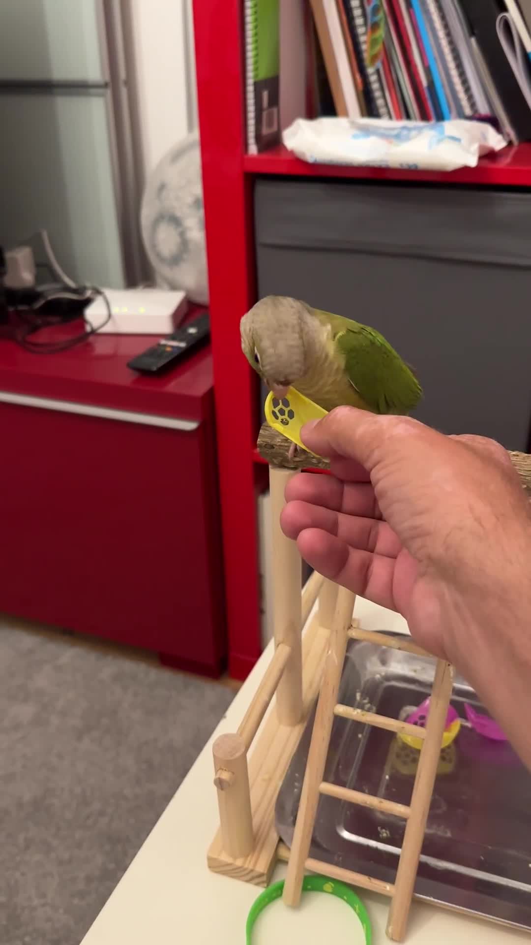 Conures birds for sale: 15 weeks tamed conure £220 - Video 1