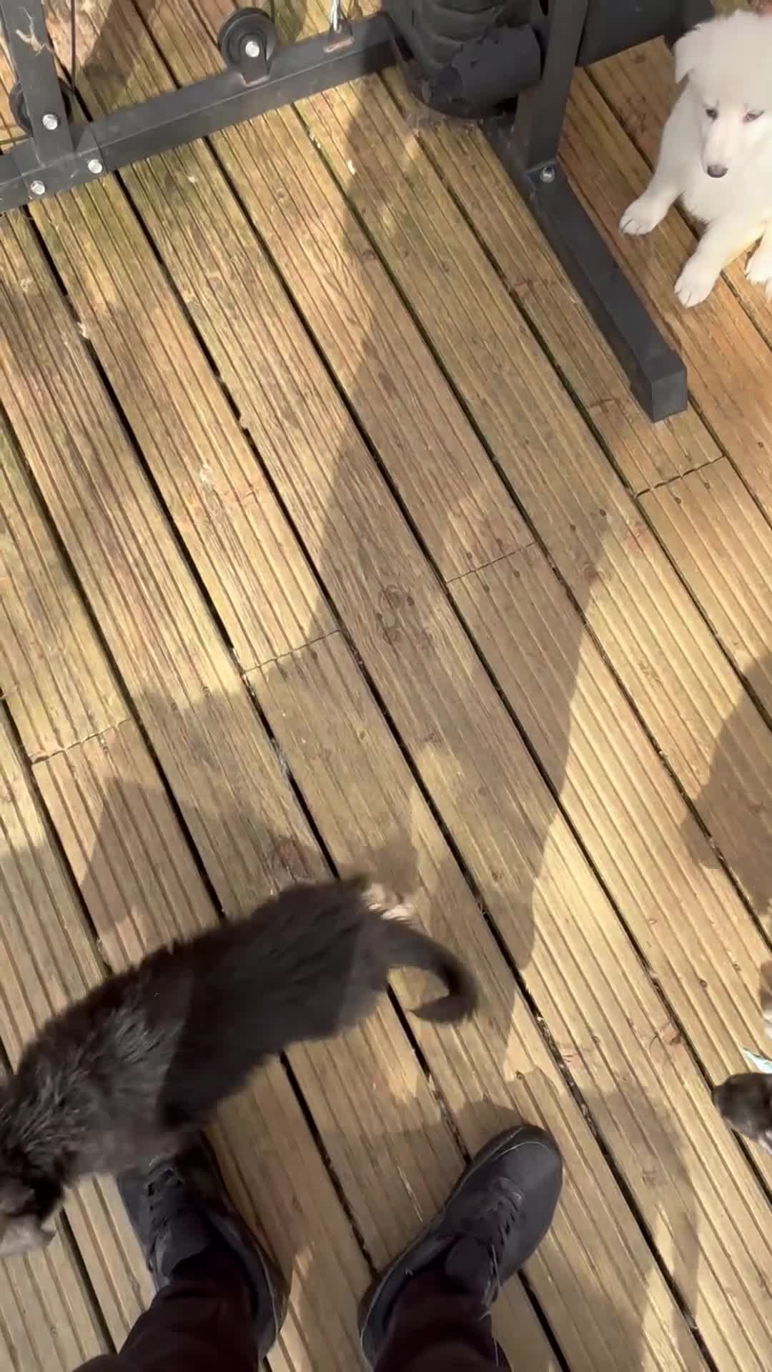 German Shepherd dogs for sale: German shepherds 3 left & available to leave now  - Video 1