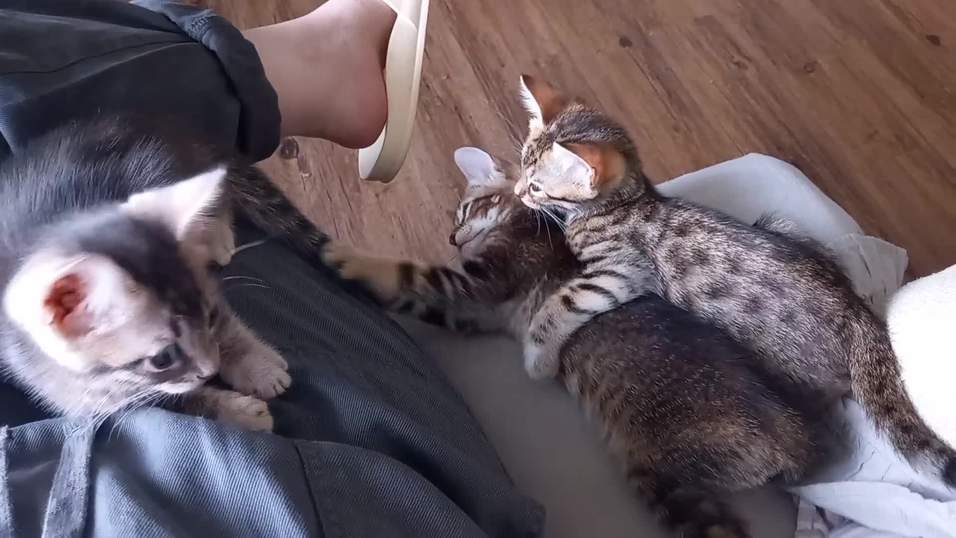 Bengal cats for sale: BENGAL Cross Kittens ♡ BLUE | NEED LOVING HOMES - Video 3