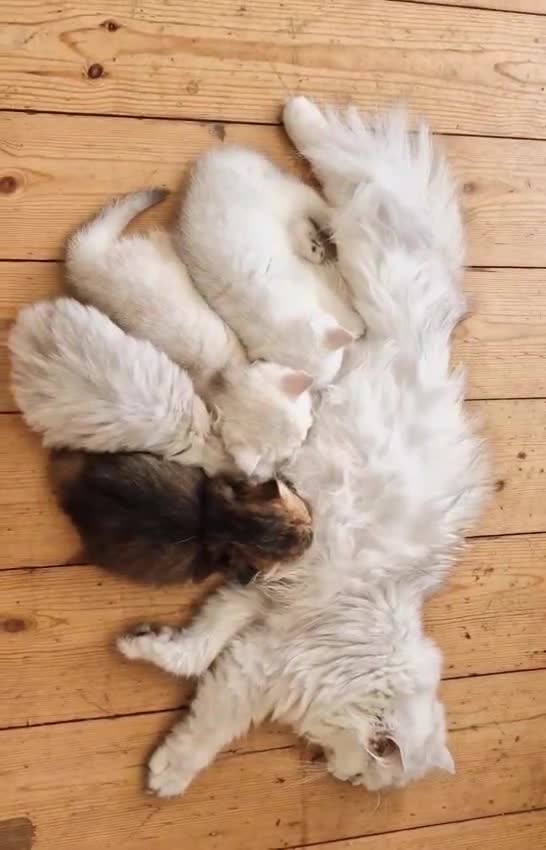 British Shorthair cats for sale: ❤ British Shorthair Kittens ❤ Silver ❤ Healthy ❤ - Video 2