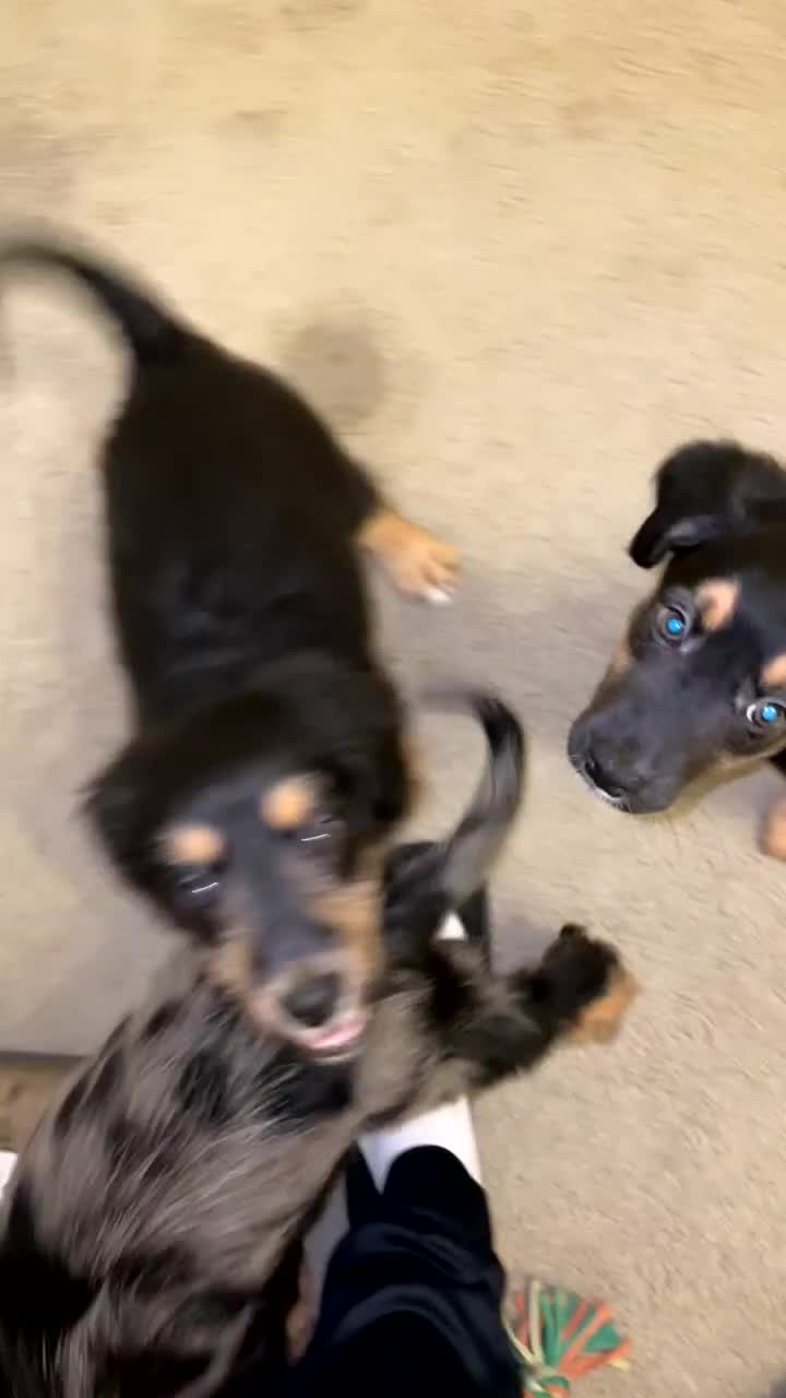 Mixed Breed dogs for sale: MIXED BREED PUPPIES NEEDING URGENT HOMES - Video 3