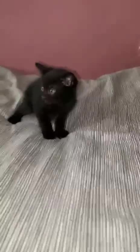 Mixed Breed cats for sale: Last 2 remaining reduced price  - Video 4
