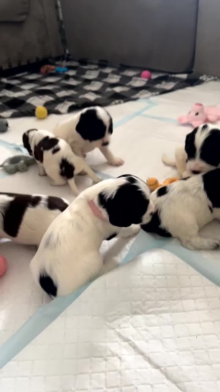 Sprocker dogs for sale: Beautiful Sprocker puppies for sale - Video 5