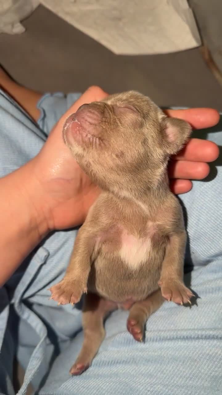 French Bulldog dogs for sale: Gorgeous Lilac, Pink Isabella, & Blue Frenchies - Video 3