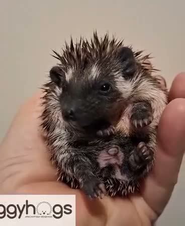 Pygmy Hedgehog rodents for sale: 4 Handsome Male African Pygmy Hedgehogs available  - Video 1