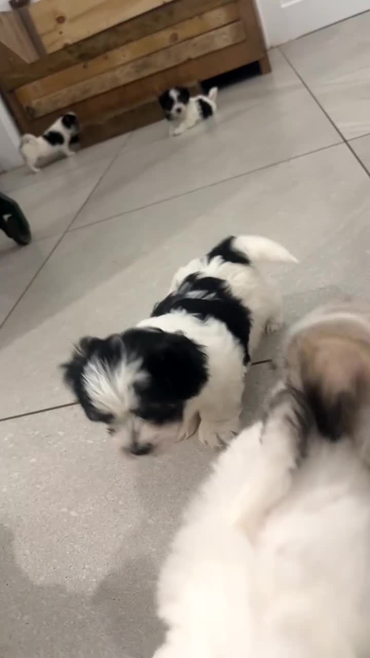 Mixed Breed dogs for sale: Maltese cross puppies  - Video 1