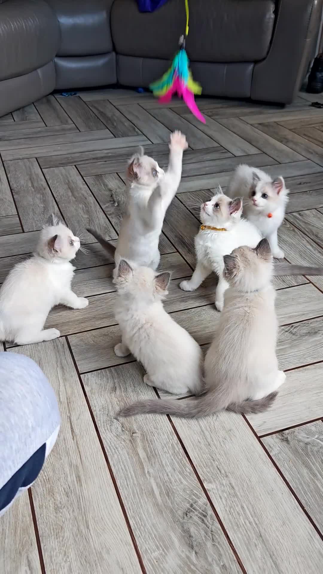 Ragdoll cats for sale: 6 beautiful pure ragdoll kittens - Video 1