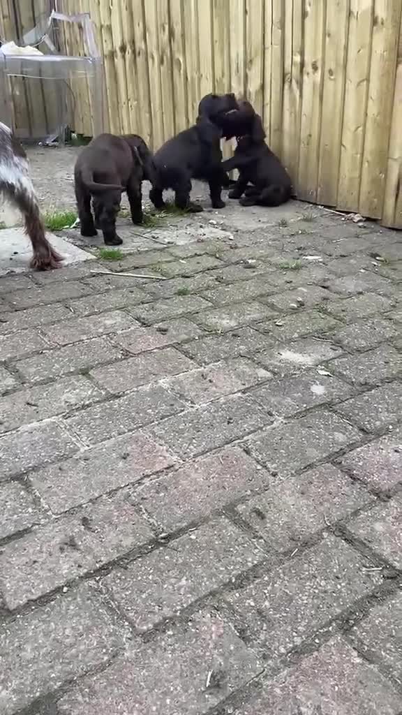 Cocker Spaniel dogs for sale: 100%show cocker spaniel kc reg   - Video 2