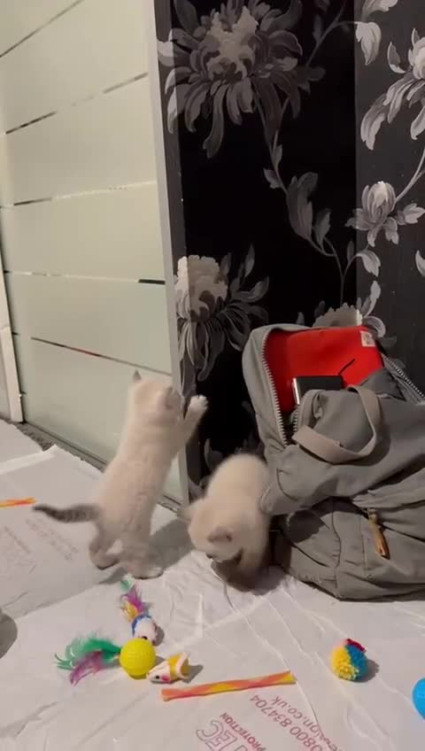 British Shorthair cats for sale: Pure Pedigree BSH Kittens for Sale - Video 2