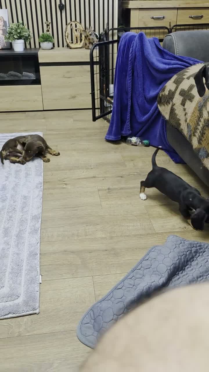 Miniature Dachshund dogs for sale: 2 FEMALE MINIATURE DACHSHUND PUPPIES  - Video 2
