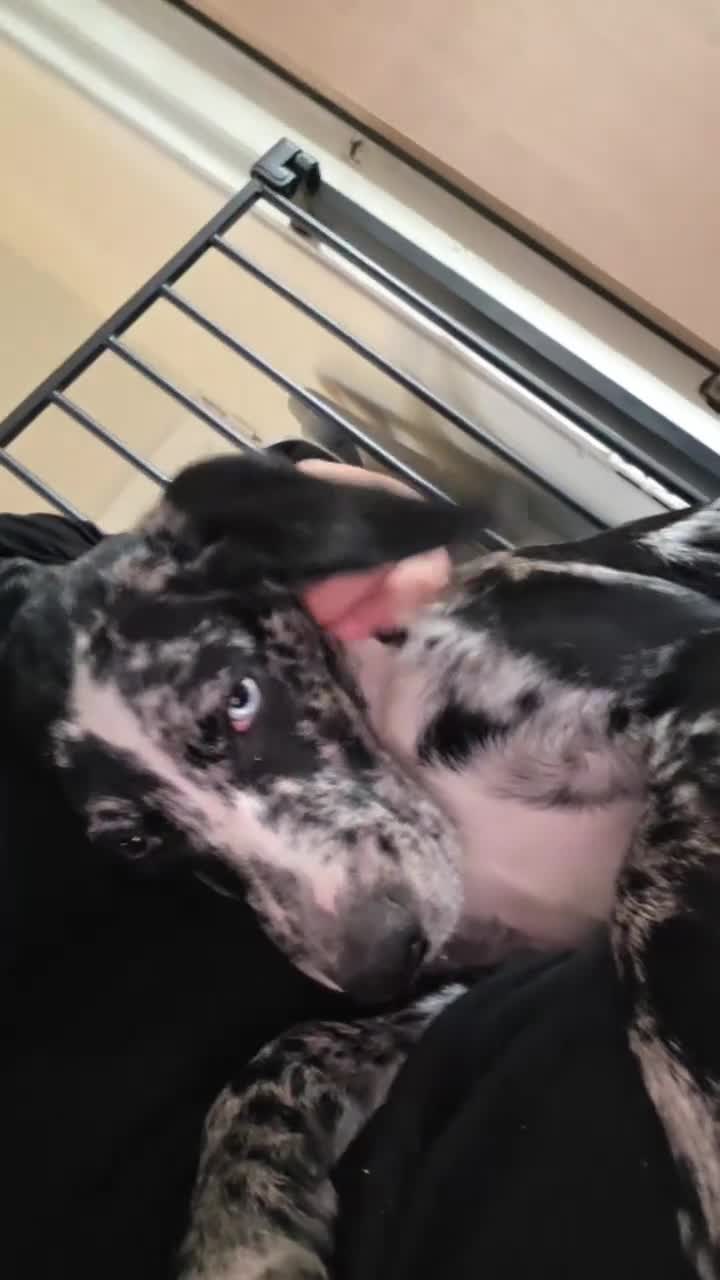 Mixed Breed dogs for sale: Unfortunate Rehome (mum is cover pic) - Video 1