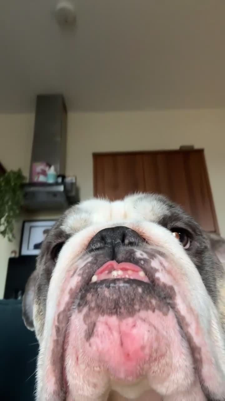 Mixed Breed dogs for sale: English Bulldog Monty - Video 1