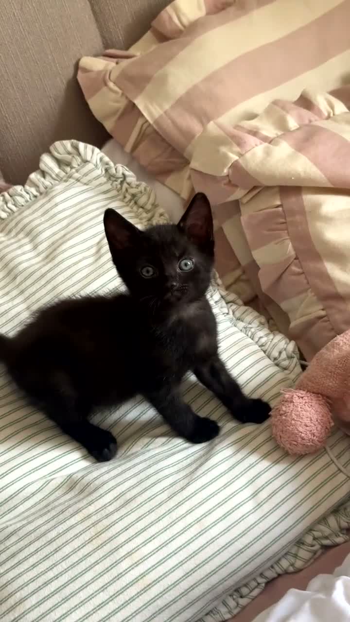 British Shorthair cats for sale: Black kittens for sale  - Video 2