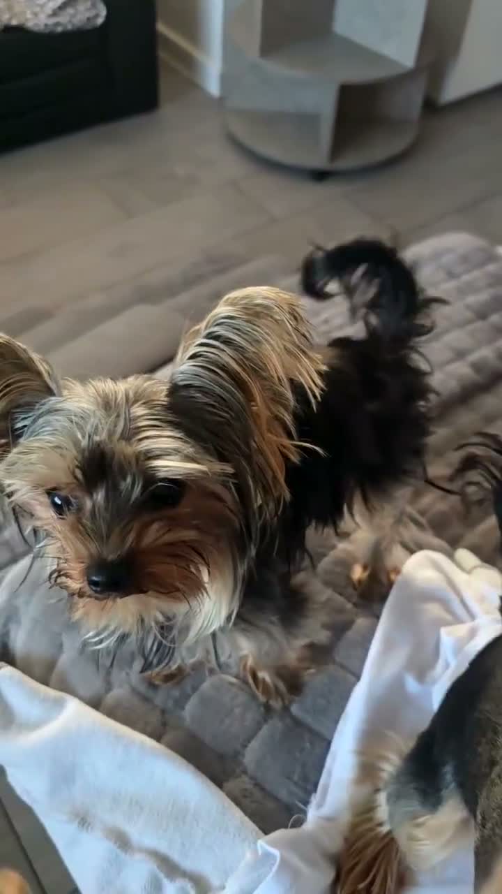 Yorkshire Terrier dogs for sale: Tiny boy yorkie Teddie - Video 1