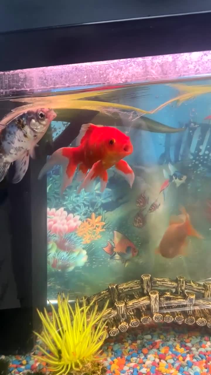 Fancy Goldfish fish for sale: 6 beautiful goldfish  - Video 1