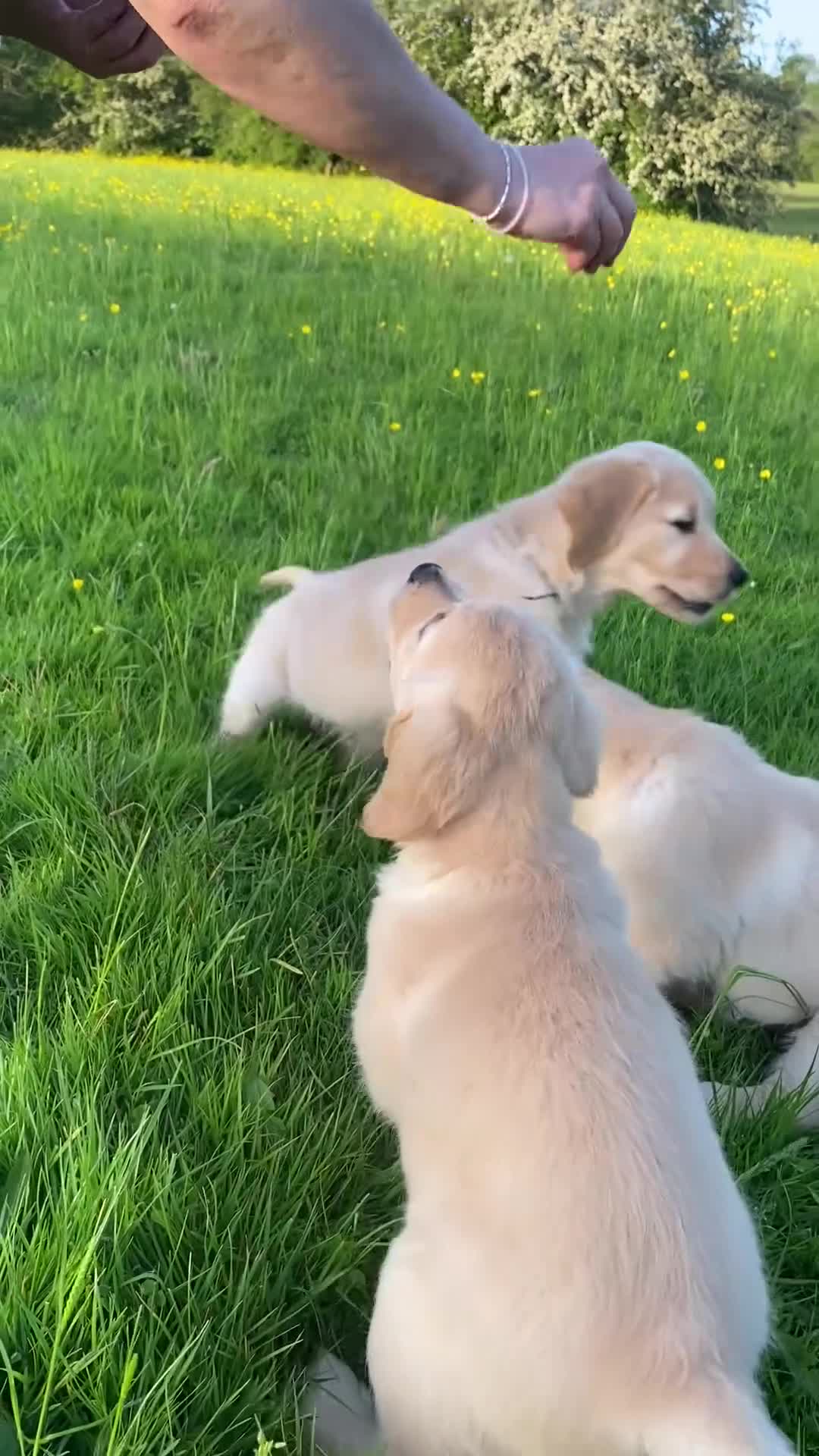 Golden Retriever dogs for sale: 🐾 Truly special Puppies - Video 2