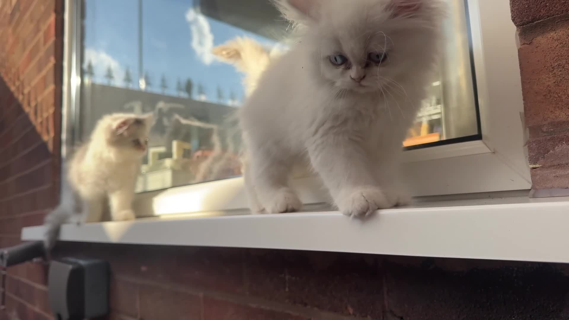 Persian cats for sale: Lovely Persian cats  - Video 2