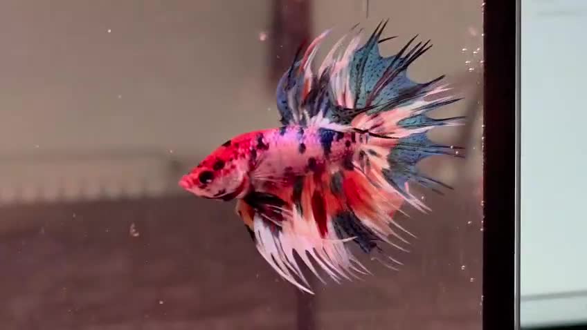 Bettas fish for sale: Betta shipment list for wednesday !!! ⬇️  - Video 1