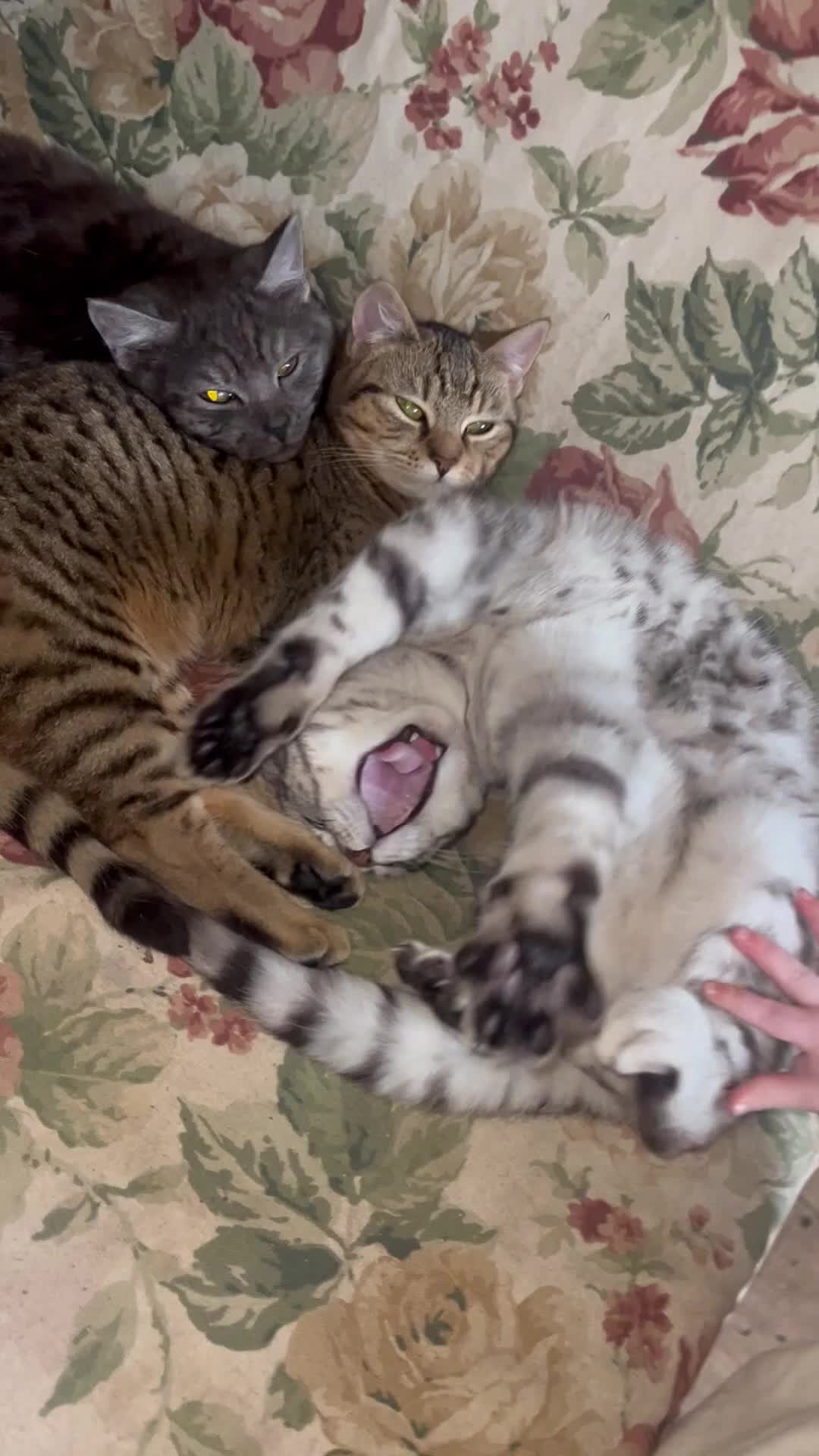 Bengal cats for sale: Bengal kittens  - Video 1