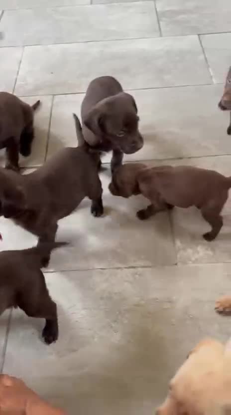 Labrador Retriever dogs for sale: Beautiful Labrador puppies ready the 8th november! - Video 2