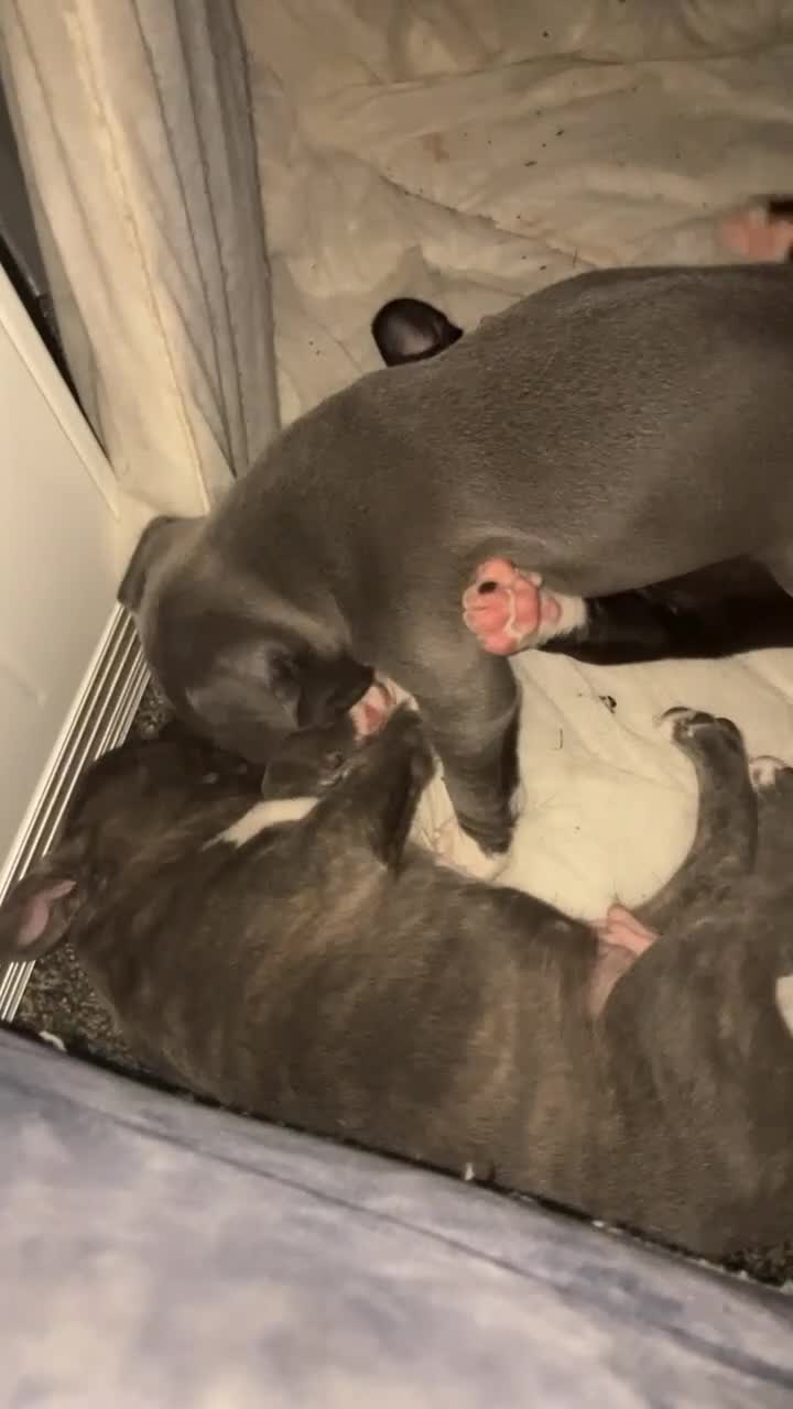 Mixed Breed dogs for sale: 3 male pups for sale  in Galashiels - Video 1