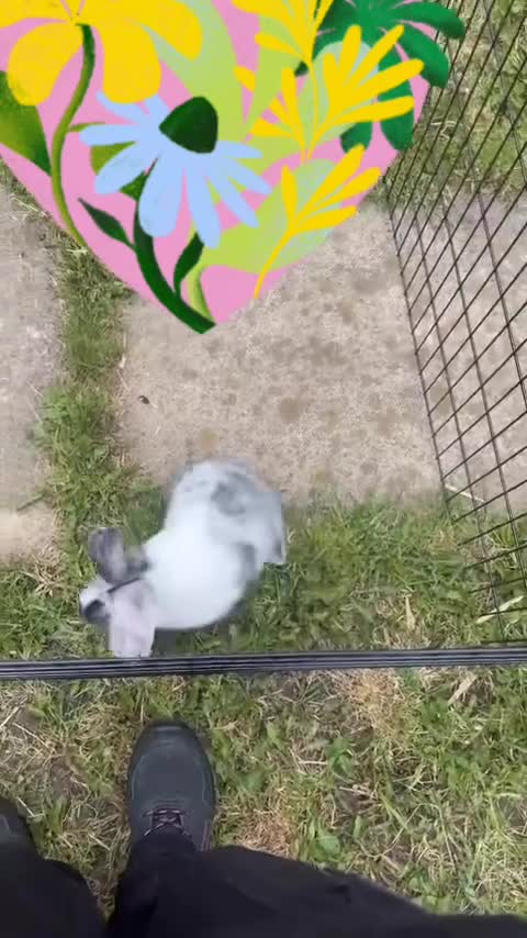 Mini Lop rabbits for sale: Female Mini lop  in Mexborough - Video 1