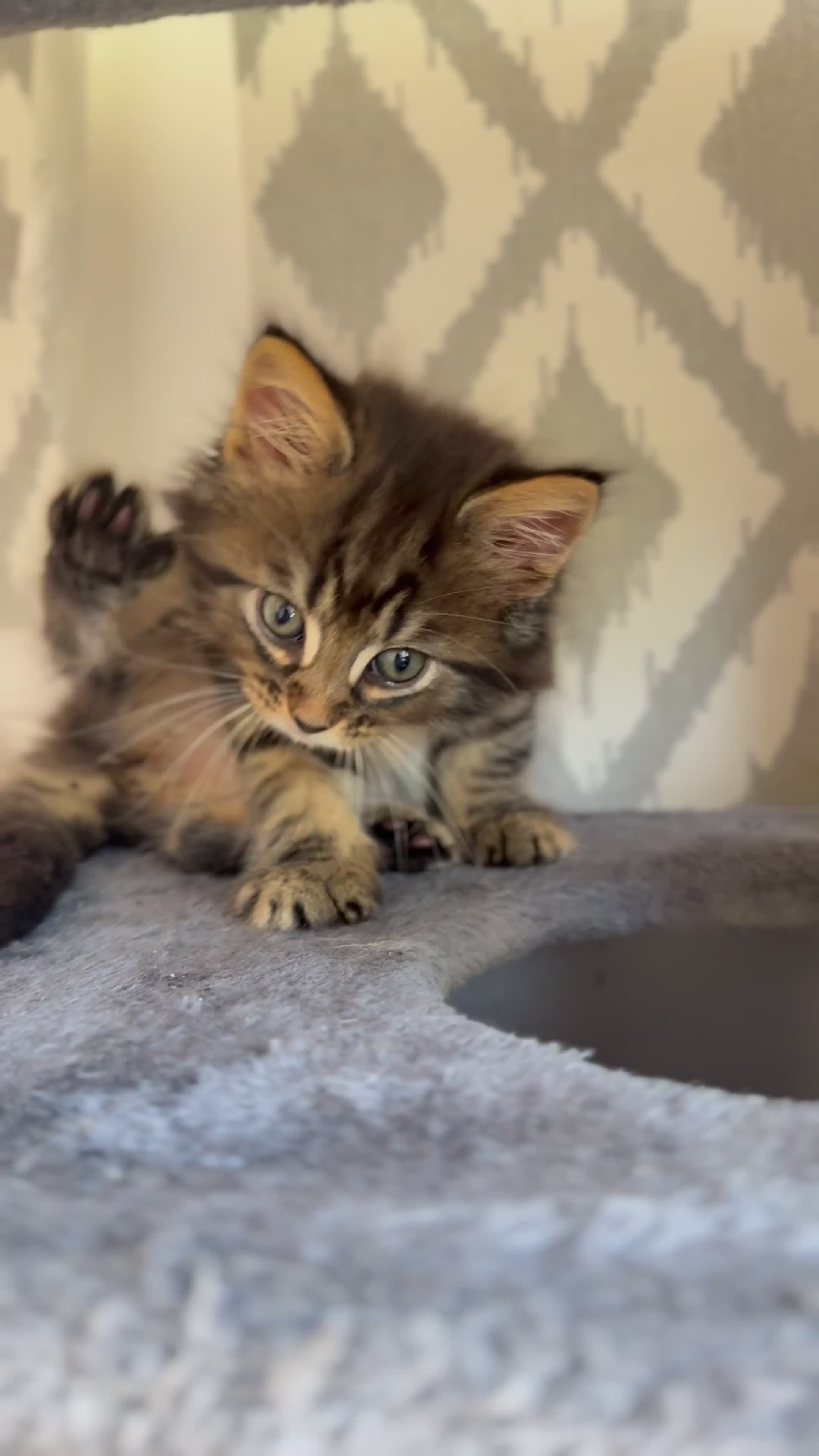 Maine Coon cats for sale:     🐾 Luxury Maine Coon x Siberian Kittens  - Video 2