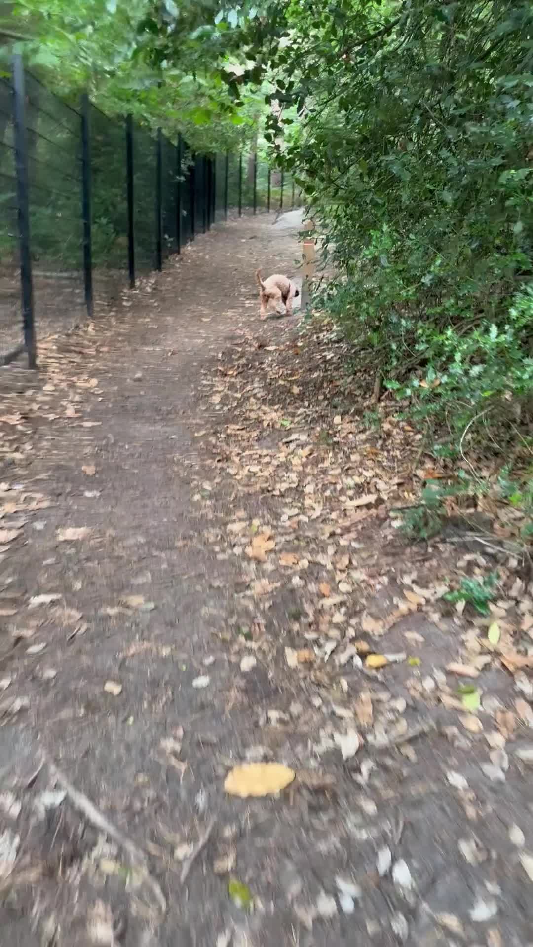 Cockapoo dogs for sale: 2yo cockapoo stormy  - Video 1