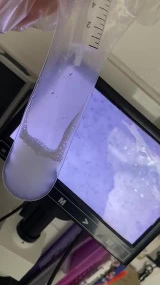 Standard Poodle dogs for stud: Champion Proven Gentle Poodle Available for Stud in Swindon - Video 1