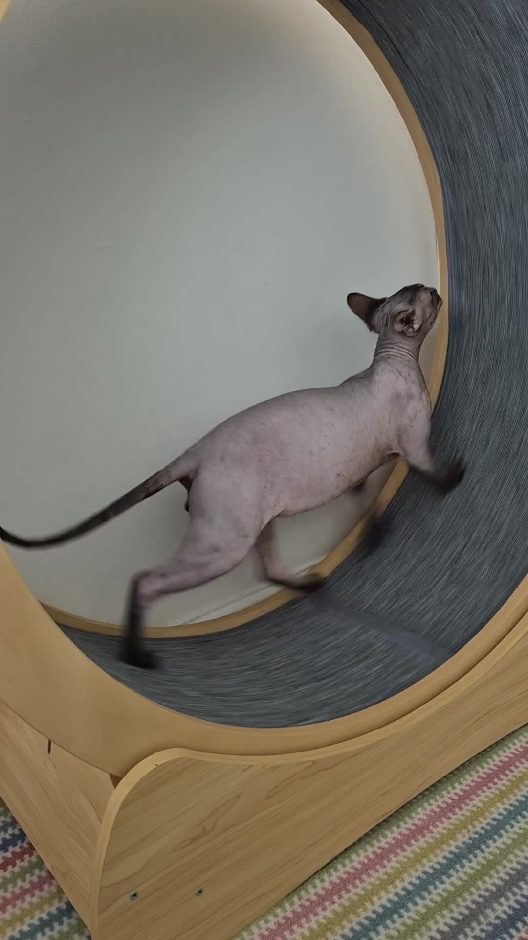Sphynx cats for sale: Tabby sphynx  - Video 1