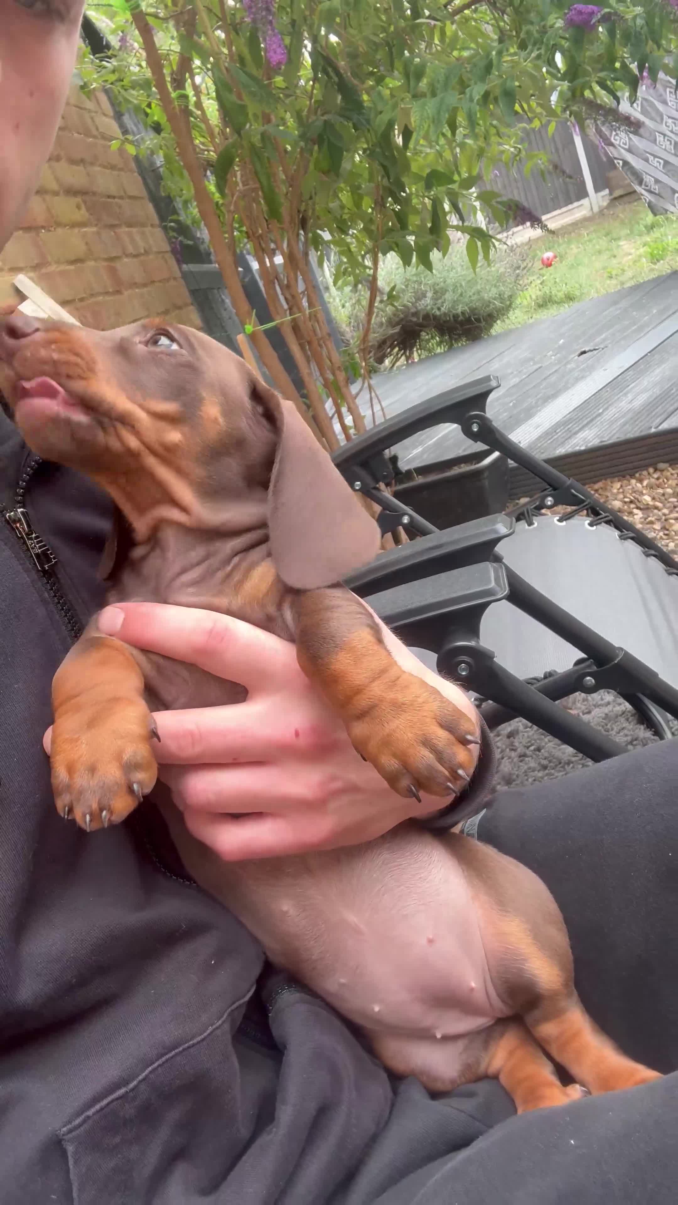Dachshund dogs for sale: Chocolate dachshund female - Video 1