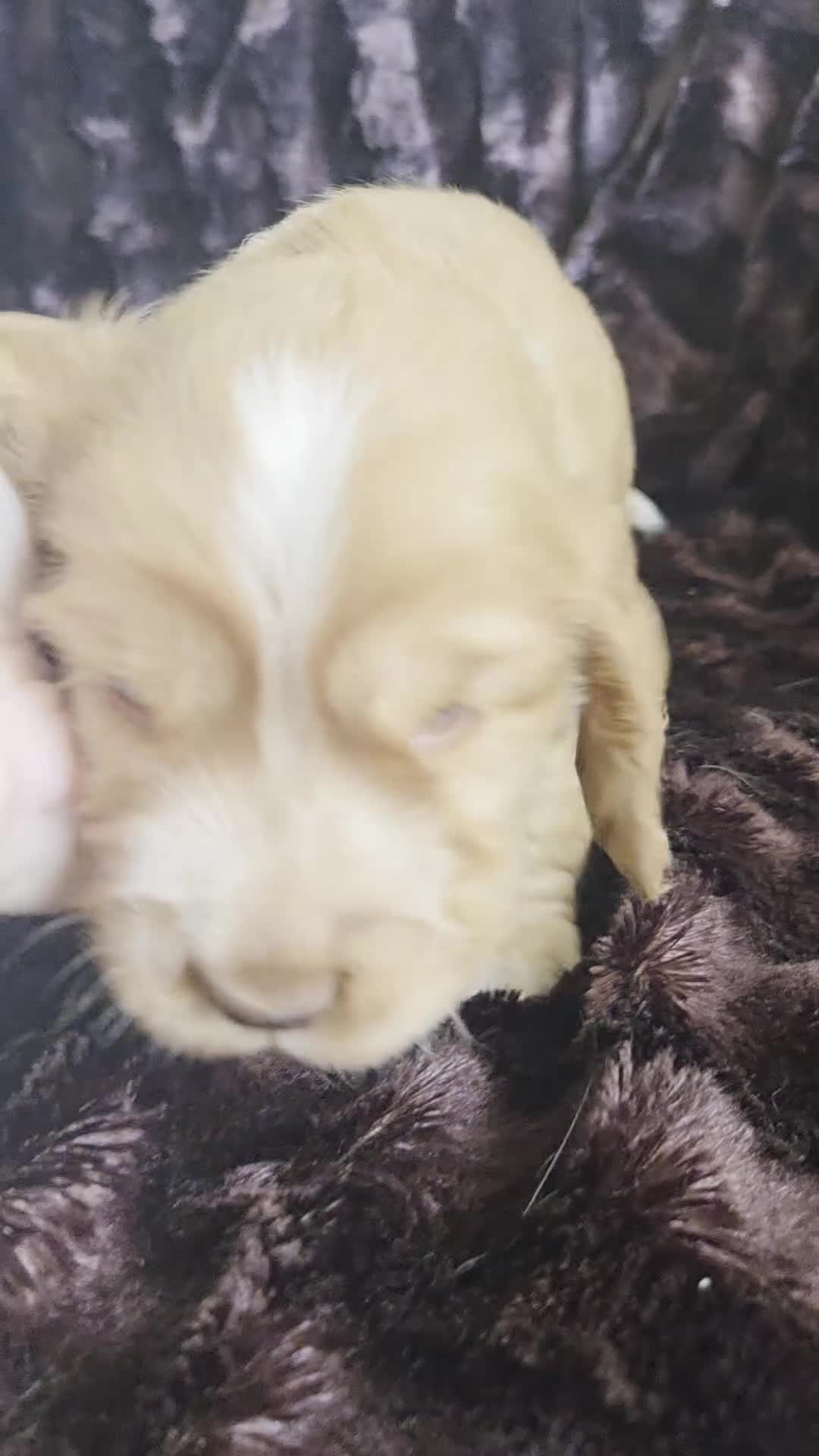 Cocker Spaniel dogs for sale: RKC SHOW COCKER SPANIEL PUPPIES EXTENSIVELY HEALTH - Video 1