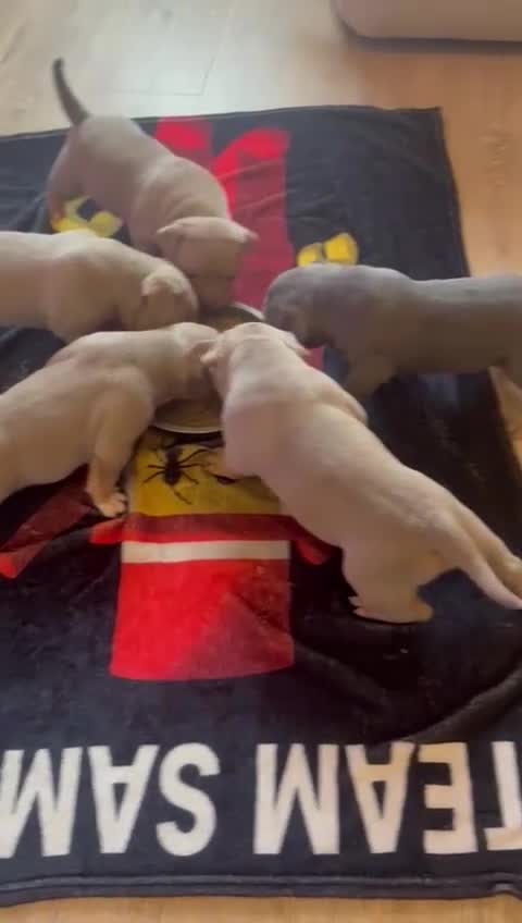 American Bully dogs for sale: Pocket bully pups - Video 1