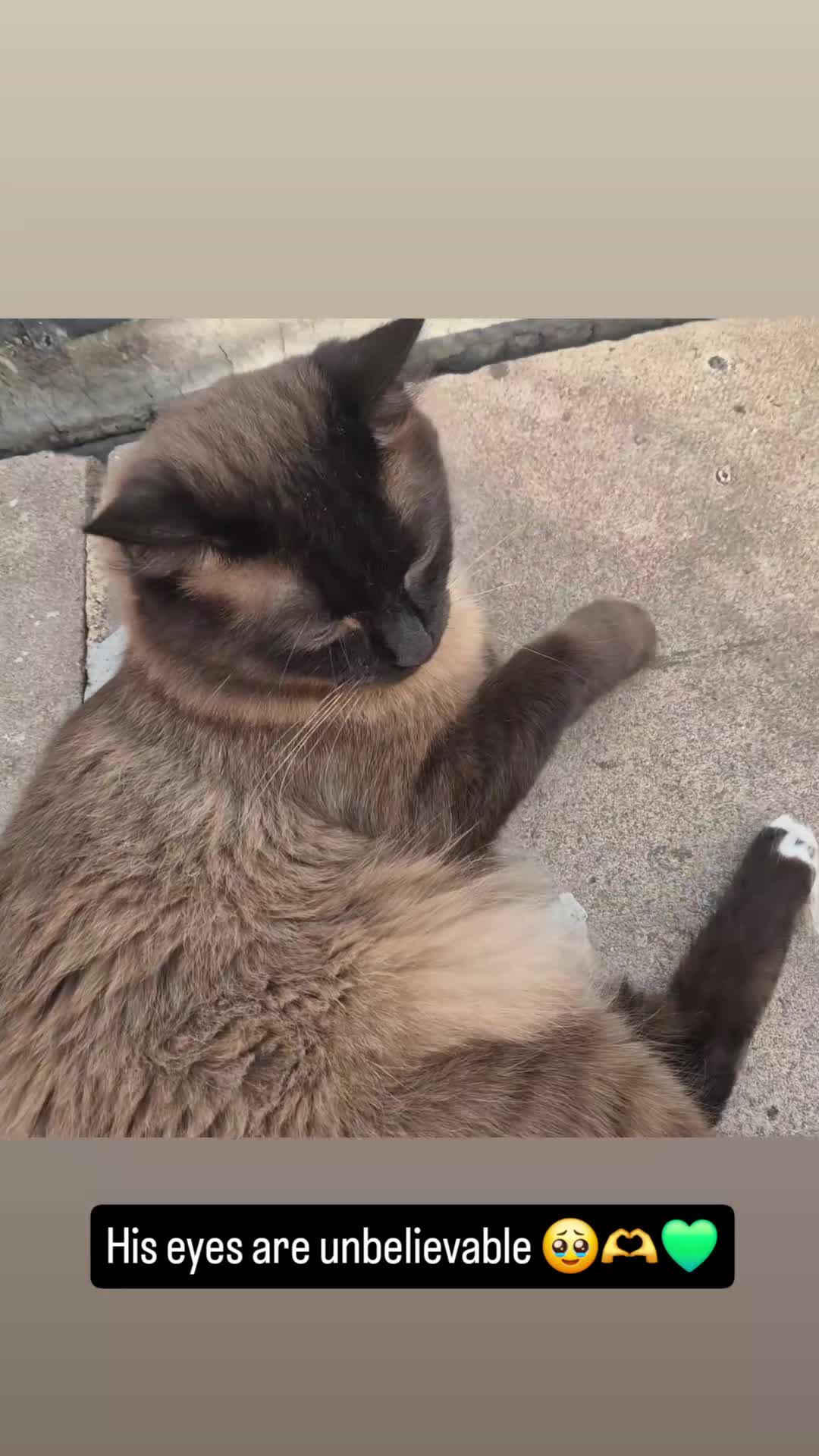 Ragdoll cats for stud: Ragdoll Seal Sepia Stud Genetically Tested 🐾 in London - Video 3