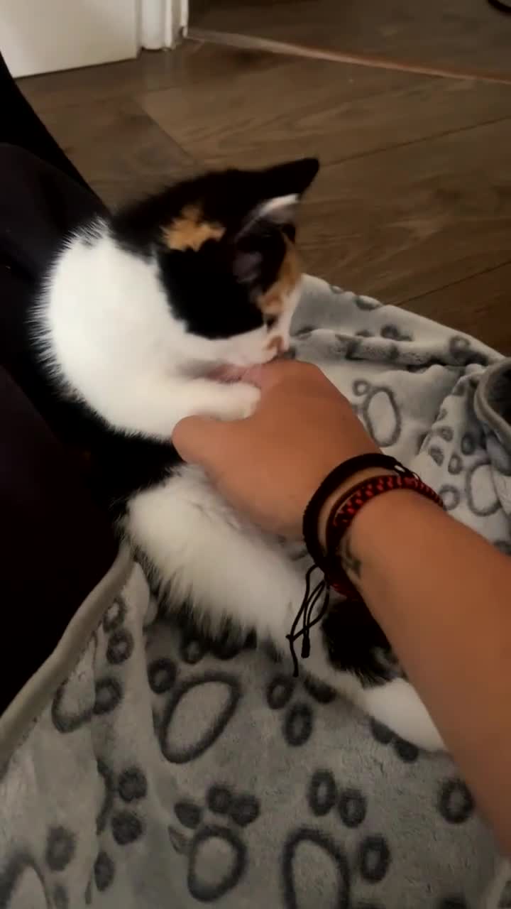 European cats for sale: Kitten (girl) for sale - ready to go  - Video 1