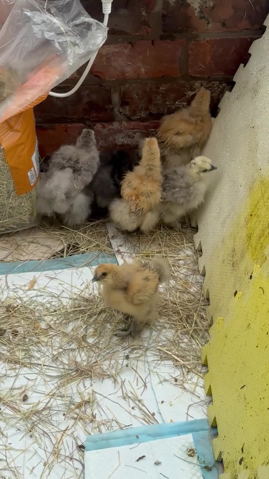 Chickens poultry for sale: 6 Silkie chicks in Wilmslow - Video 1