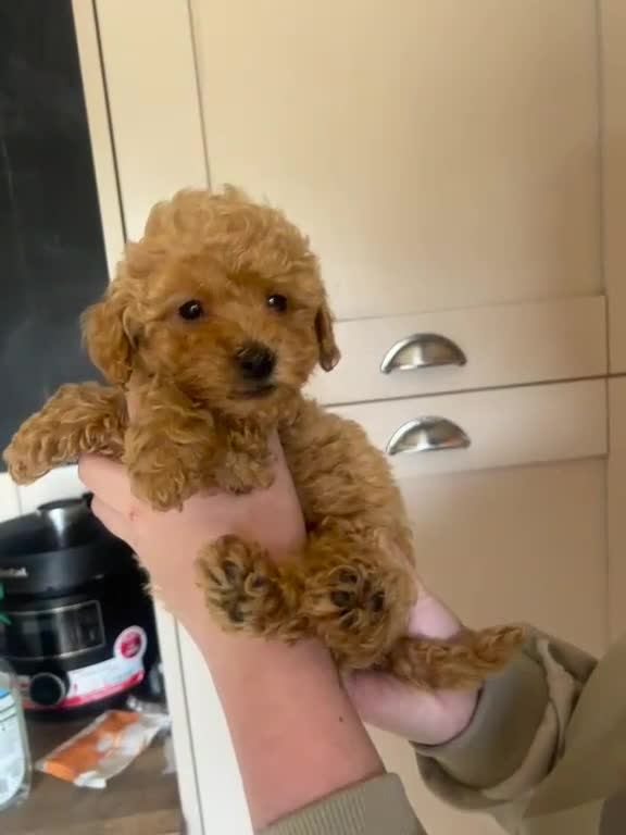 Maltipoo dogs for sale: REDUCED Beautiful maltipoos. GIRL GONE!! - Video 3