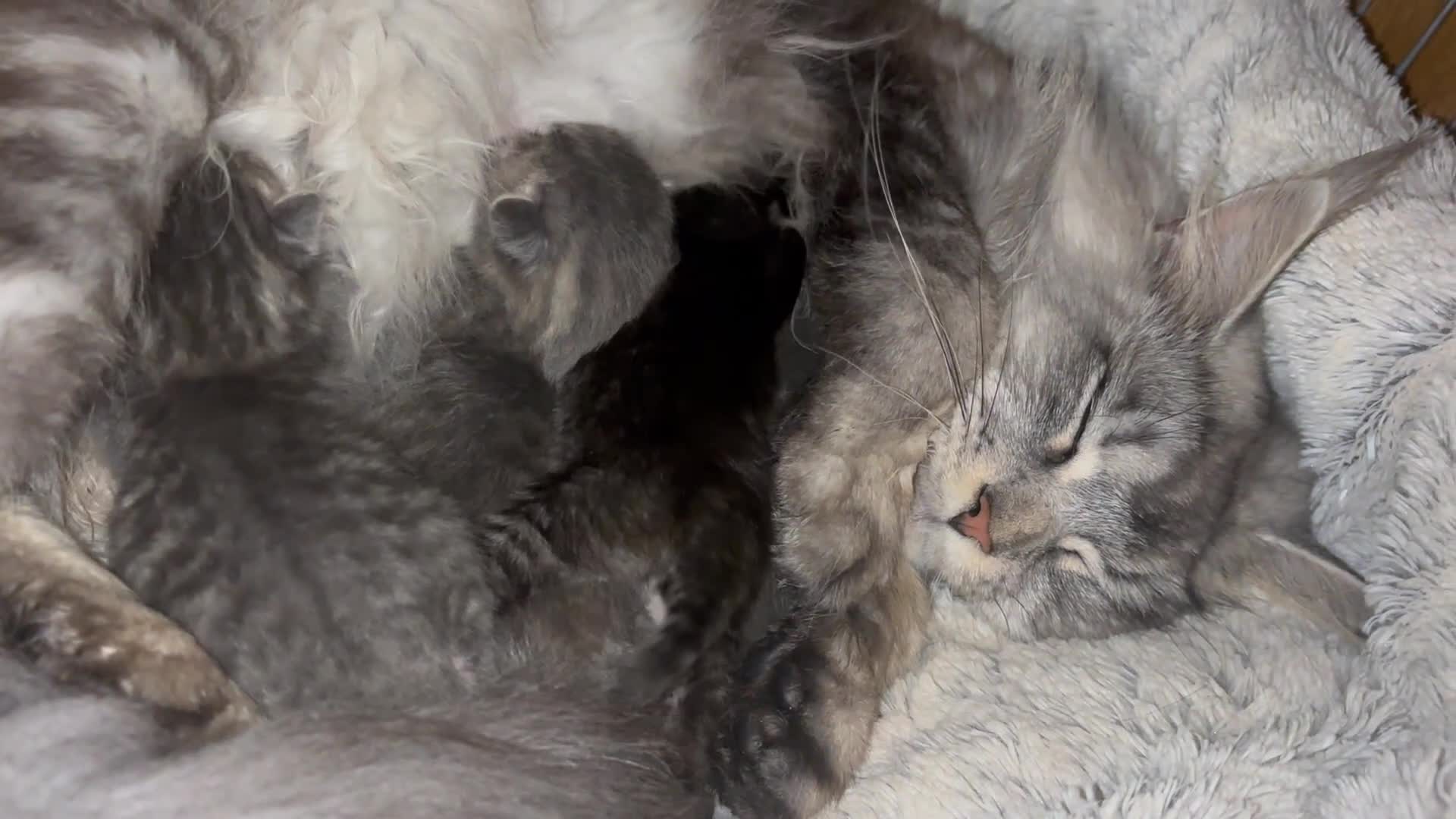 Maine Coon cats for sale: Maine Coon kittens - Video 1