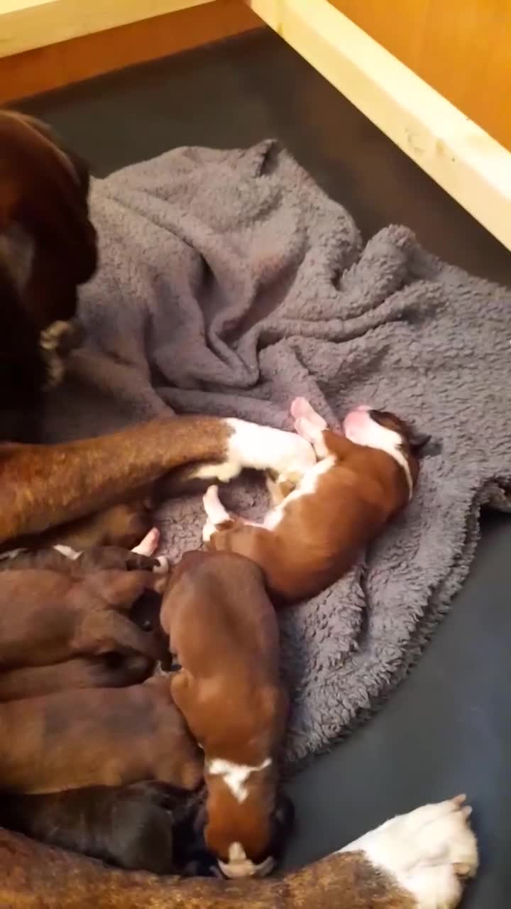 Boxer dogs for sale: Beautiful boxer pups for sale - Video 1