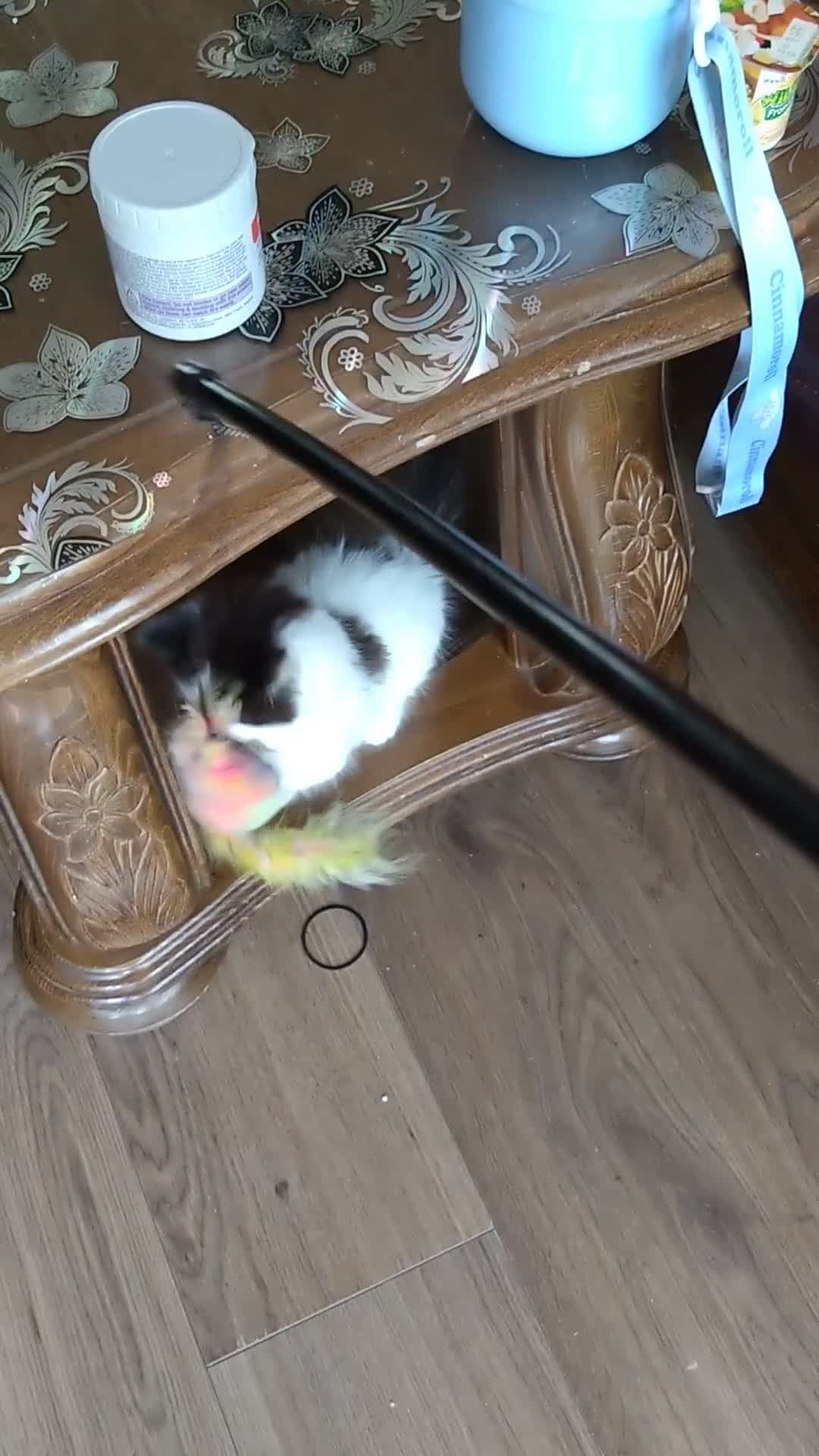 Siberian cats for sale: Beuatiful Siberian Male Kitten  - Video 2