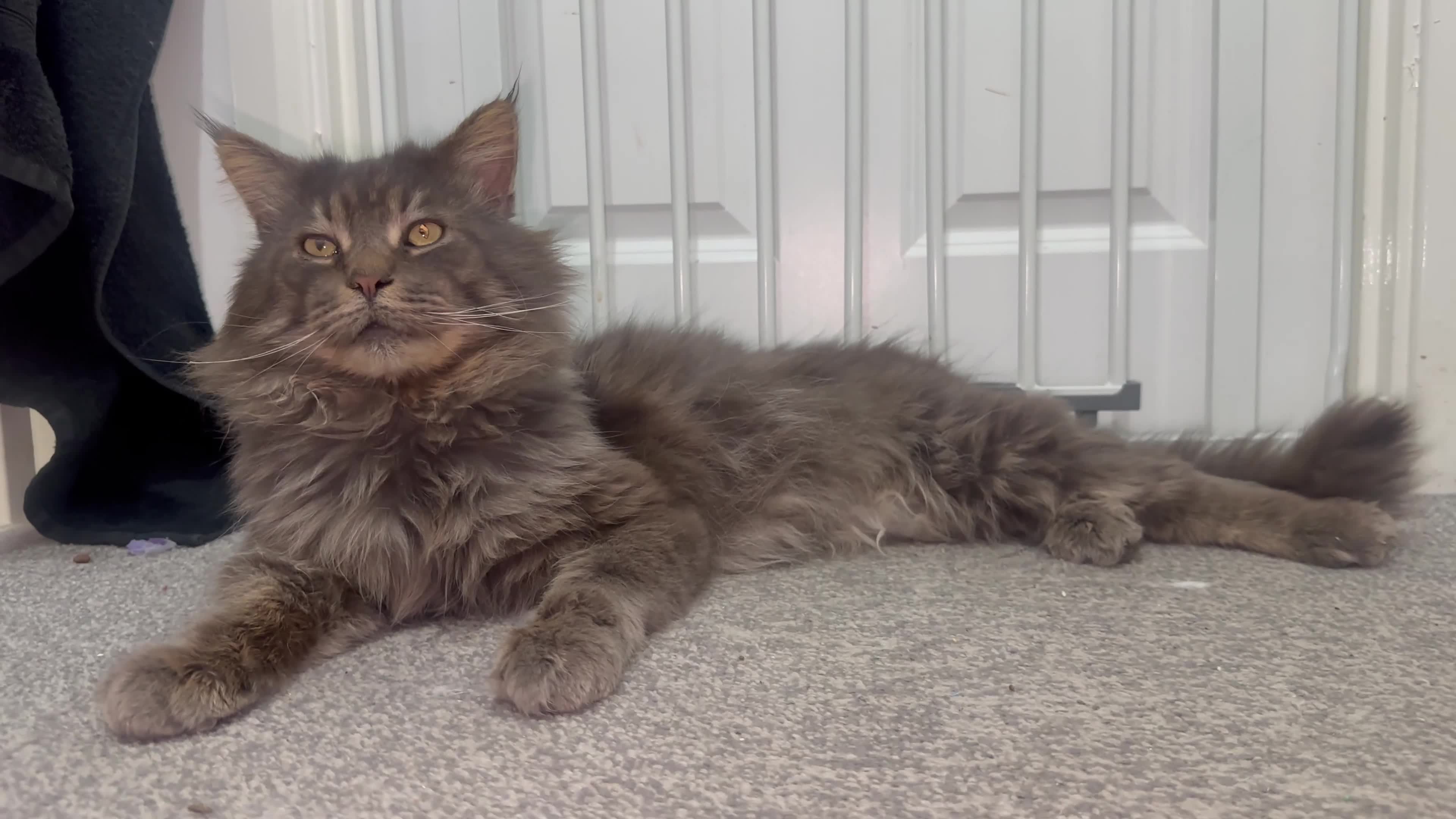 Maine Coon cats for stud: TICA Active Champion male STUD - Video 1