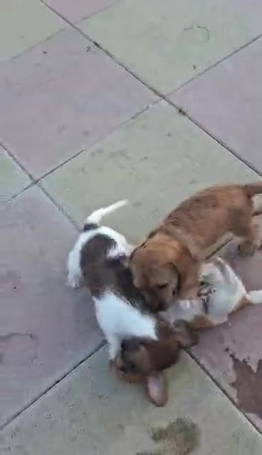 Jackapoo dogs for sale: JACKAPOO READY NOW. - Video 4