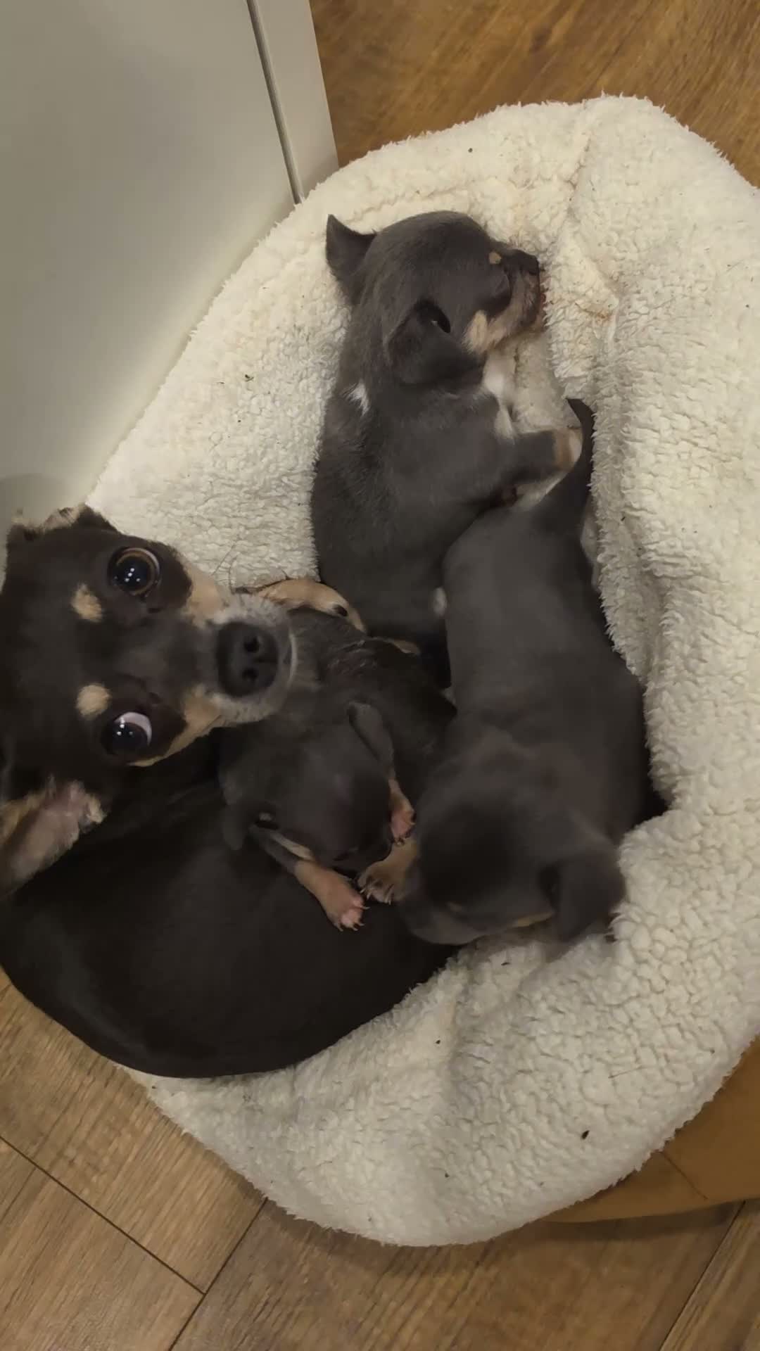 Chihuahua dogs for sale: Chihuahua Blue Tri. 1 Boy 1 Girl   - Video 2
